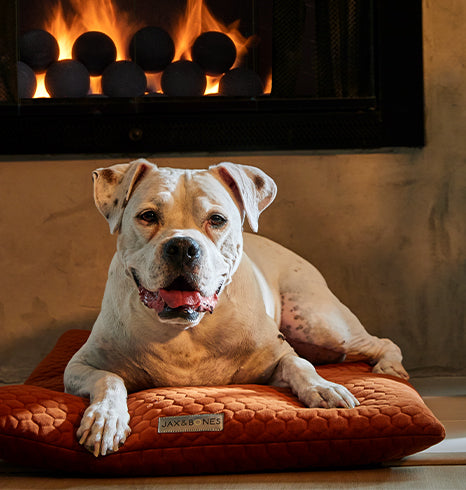 Jax Bones Luxury Dog Beds