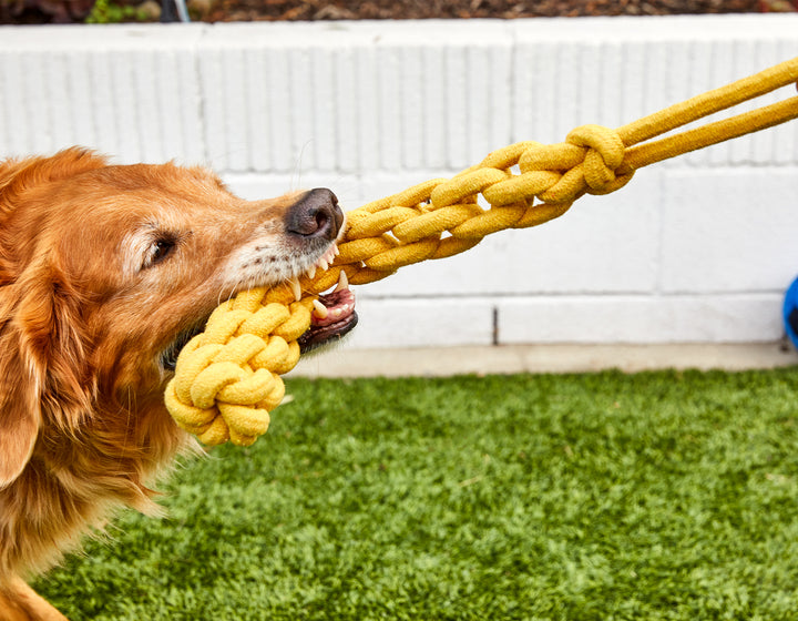 Dog eating rope toy 2025