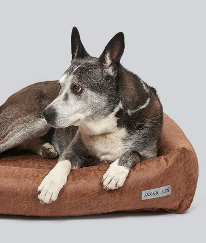 Jack and bones dog beds hotsell