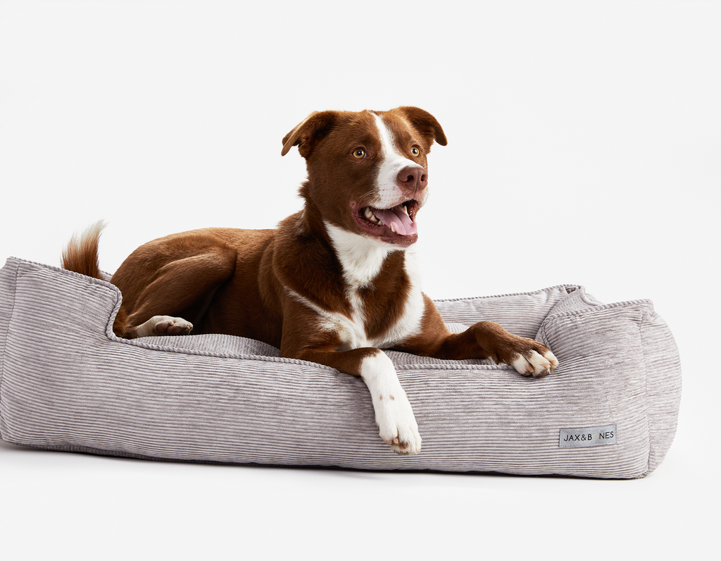 Lounge dog bed best sale