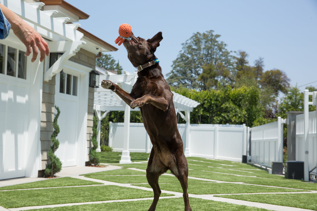 Jax & Bones Elton the Octopus Rope Dog Toy
